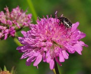 18 Knautia longifolia con scarabeo